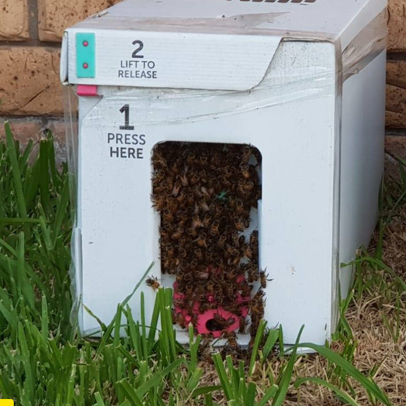 5-Frame Nucleus Colony with Mated Queen | Langstroth NUC | Sydney NSW - Image 3