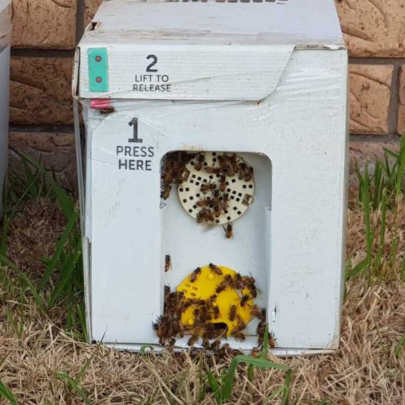 5-Frame Nucleus Colony with Mated Queen | Langstroth NUC | Sydney NSW