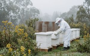 Beekeeper inspecting hives in foggy winter conditions, illustrating winter colony collapse risk in NSW