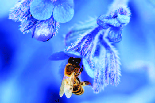 Read more about the article Bees and Our World: Tiny Creatures, Massive Impact